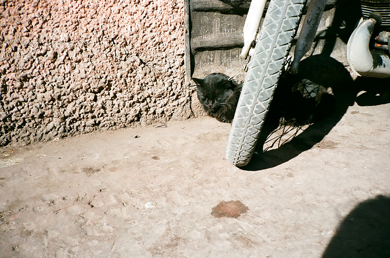 elicornejo Paradise Marrakesh Cats Sun Heaven